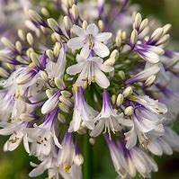 Image result for Agapanthus Fireworks