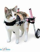 Image result for Cat Wheelchair for Neurological