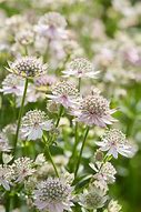 Image result for Astrantia major Florence