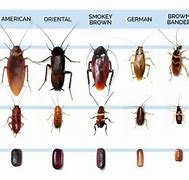 Image result for Bugs That Look Like Baby Roaches