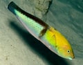 Image result for Halichoeres garnoti. Size: 120 x 94. Source: reefguide.org