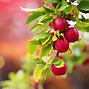 Image result for Apple Tree Apple's