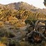 Image result for Cactus Forest