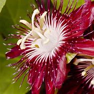 Image result for Passiflora Victoria