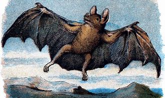 Image result for Vintage Halloween Bats Clip Art