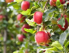 Image result for Local Apple Fruit