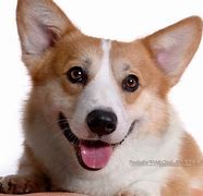 Image result for Cute Funny Dog Wallpaper