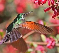 Image result for Lamprolaima Trochilidae