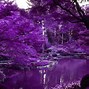 Image result for Purple Backwoods Wallpaper