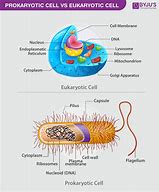 Image result for Difference Between Prokaryotic and Eukaryotic Cells