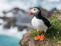 puffin appearance 的图像结果
