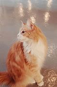 Image result for Roange and White Cat Meme