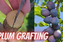 Image result for Grafting Plums