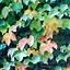Image result for Trailing Vines Perennial