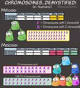 Image result for Mitosis and Meiosis Chromosome Numbers