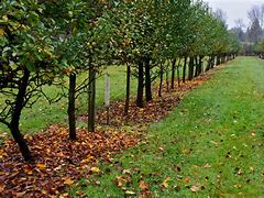 Image result for The Orchard