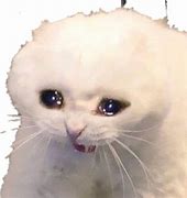 Image result for Sad Cat Birthday Meme