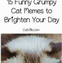 Image result for Angry Meow Cat Meme