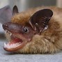 Image result for Brown Bat Teeth
