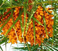 Image result for Palm Tree Fruit