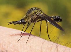 Image result for "bee-flies"