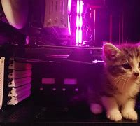Image result for Kitten Computer Case