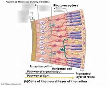 Image result for Microscopic Layers of Retina
