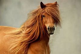Image result for Majestic Horse