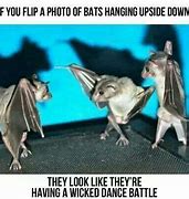 Image result for Dancing Bat