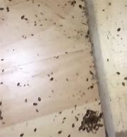 Image result for Bed Bugs Crawling