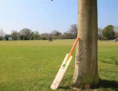 Image result for Cricket Bat Wood From Desert