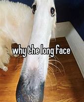 Image result for Long Face Dog Meme Drawing