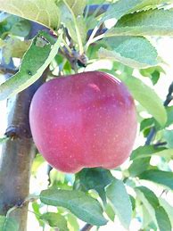 Image result for Red Delicious Apple Blossom