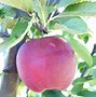 Image result for Zesty Apple Tree
