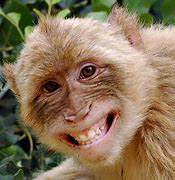 Image result for Funny Monkey PFP