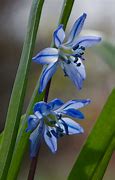 Image result for Scilla sibirica Spring Beauty