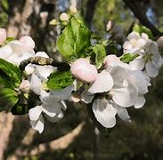 Image result for Apple Blossom Fruit Tree