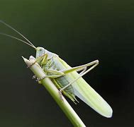 Image result for Cricket Chirp Pic