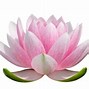 Image result for Purple Lotus Flower Drawing