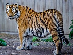 Image result for Tiger Blep