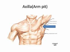 Image result for acoxillar