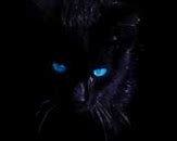 Image result for Cyber Cat Wallpaper