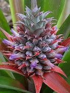 Image result for Ananas Pineapple