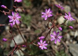Image result for Lewisia leana