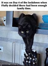 Image result for Black White Cat Meme