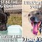 Image result for Funny Rescue Dogs