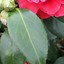 Bildergebnis für Camellia japonica Blood of China