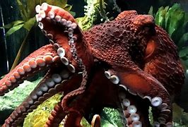 Image result for Octopus Aquarium