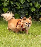 Image result for Chihuahua Pug Pomeranian Mix