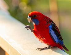 Image result for Things That Are Naturally Red